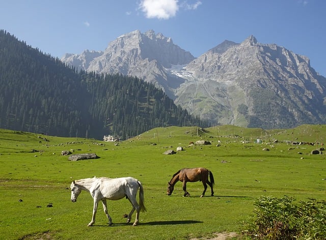 Elevate Your Senses: A Symphony of Experiences with Three Region Kashmir Tour and Travel Agency